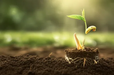 Illustration beginnings - Image 1