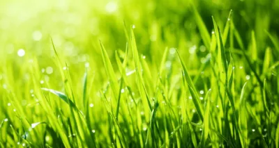 Illustration grass - Image 1