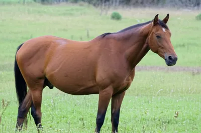 Illustration heaves - Image 1