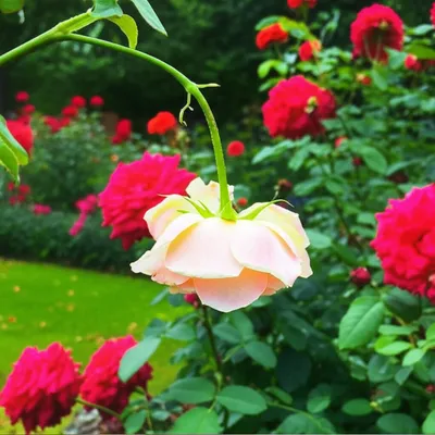 Illustration perverted - Image 1