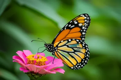 Illustration mutations - Image 1