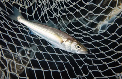 Illustration gorget - Image 1