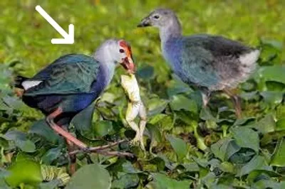 Illustration preempt - Image 3