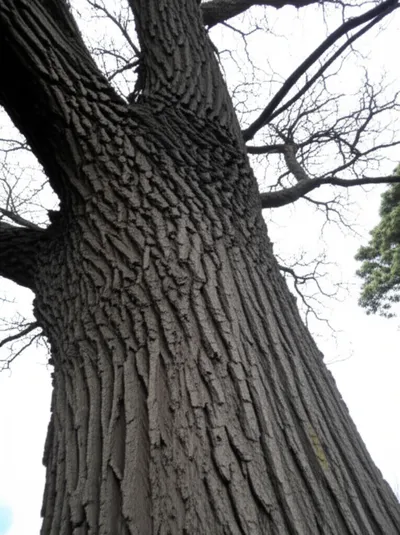 Illustration lignified - Image 1