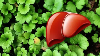 Illustration hepatic - Image 1