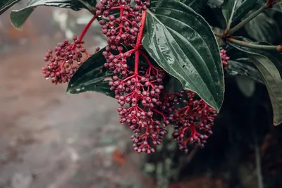 Illustration panicles