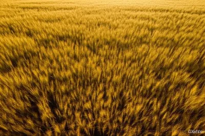 Illustration crops - Image 1