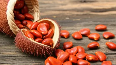 Illustration roucou - Image 1