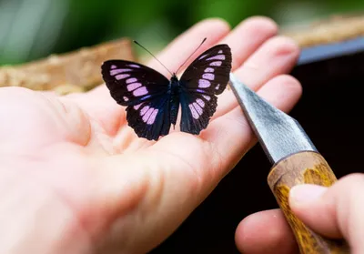 Illustration handles - Image 1