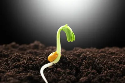 Illustration germinate