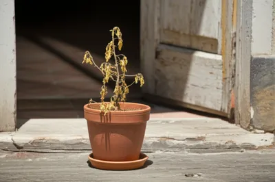 Illustration deserting