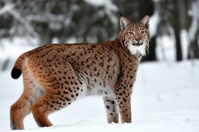 Illustration lynx - Image 1