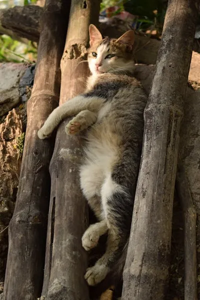 Illustration catlike - Image 2