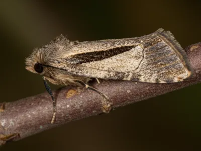 Illustration streak - Image 1