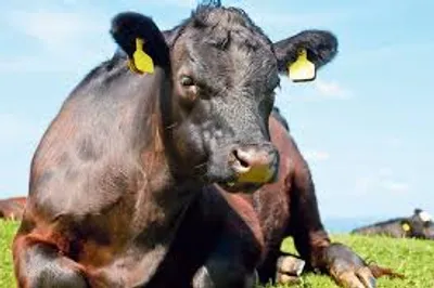 Illustration brood - Image 3