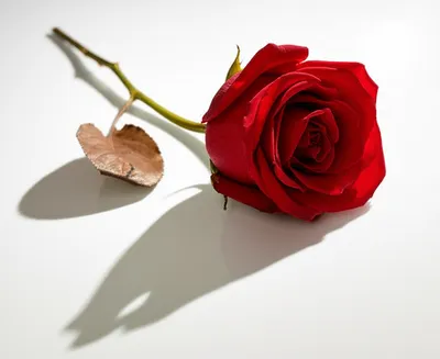 Illustration connotes