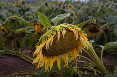 Illustration flattened - Image 1