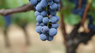 Illustration pedicels - Image 1