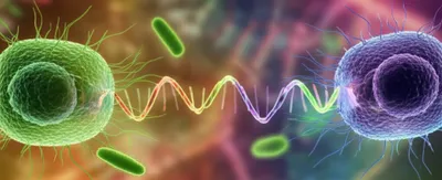 Illustration conjugates - Image 1