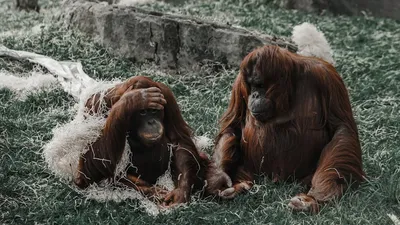 Illustration orangutans - Image 2