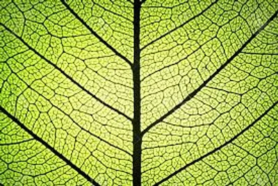 Illustration rib - Image 4