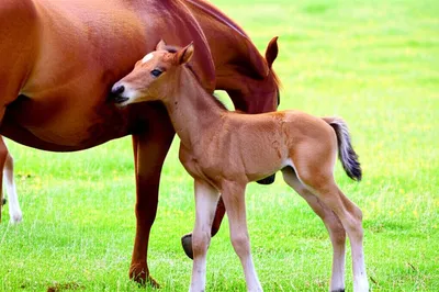 Illustration foal - Image 1