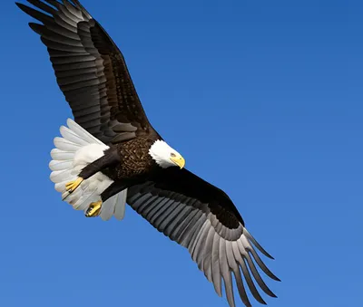 Illustration raptors - Image 1