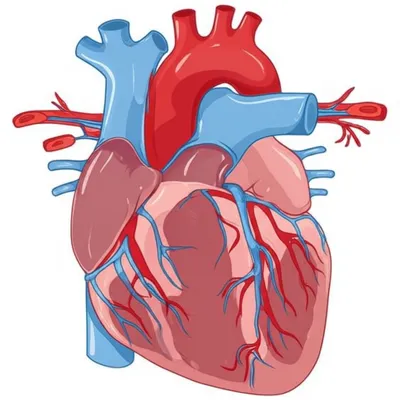 Illustration contractile