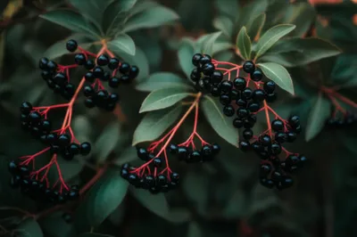 Illustration nightshades - Image 1