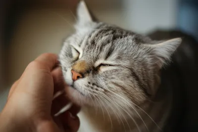 Illustration caresses