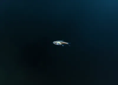 Illustration minims - Image 1