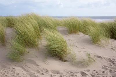 Illustration marram - Image 1