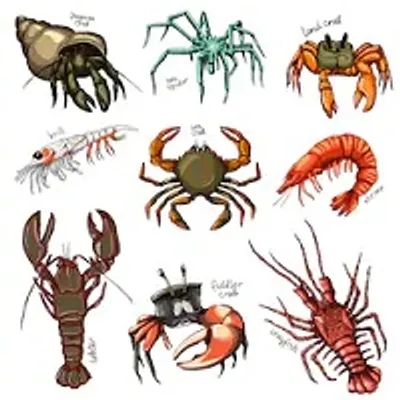 Illustration crustacean - Image 2