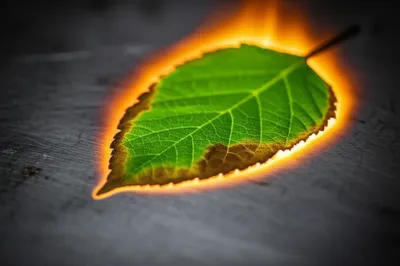 Illustration sear - Image 1