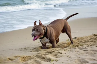 Illustration pits - Image 1