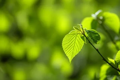 Illustration leaves - Image 1