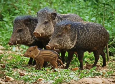 Illustration peccaries