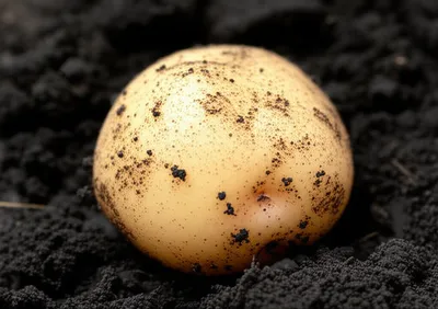 Illustration spud - Image 1