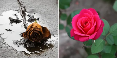 Illustration basest - Image 1