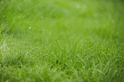 Illustration patted - Image 1