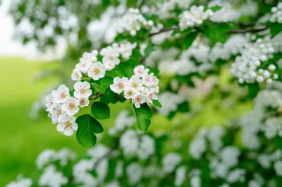 Illustration may - Image 1