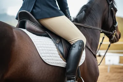 Illustration reins - Image 1