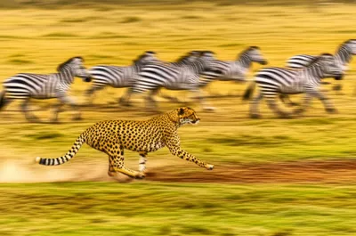 Illustration rapid - Image 1