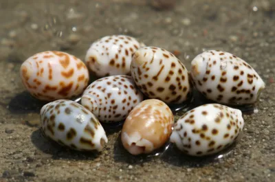 Illustration cowries - Image 1