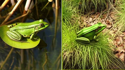 Illustration amphibians - Image 2