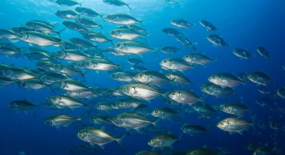 Illustration herrings - Image 1