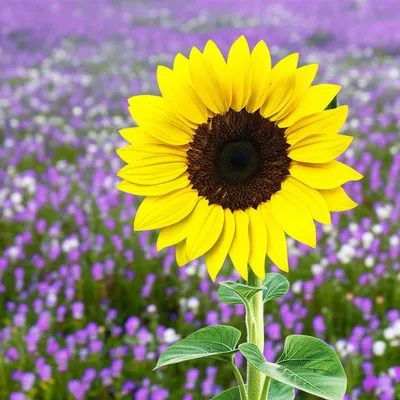 Illustration predominate - Image 1