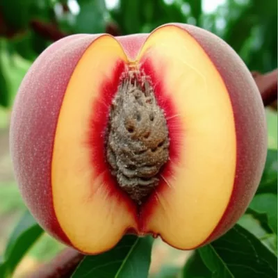 Illustration stone - Image 1