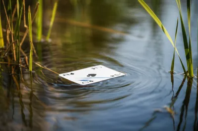 Illustration ducks - Image 1