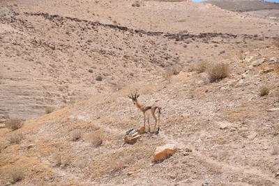 Illustration wastelands - Image 2